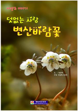 덧없는 사랑 변산바람꽃