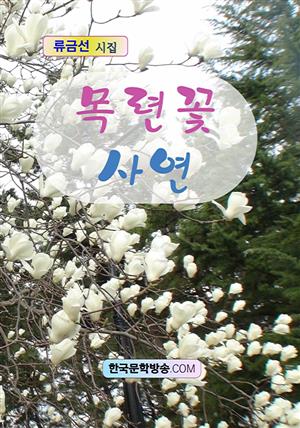 목련꽃 사연